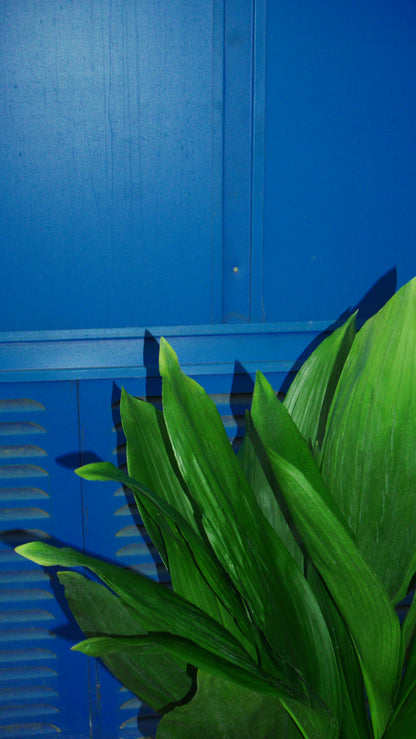 Aspidistra