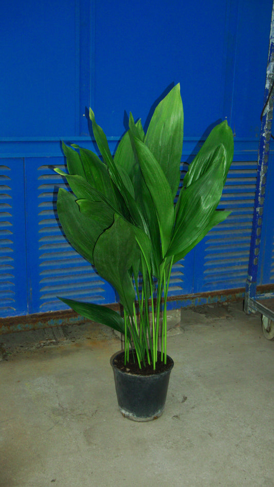 Aspidistra
