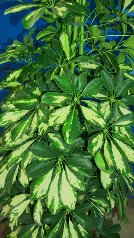 Schefflera
