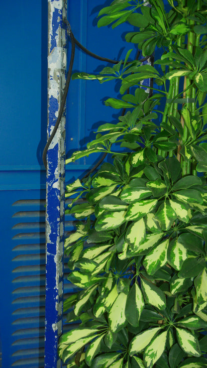 Schefflera
