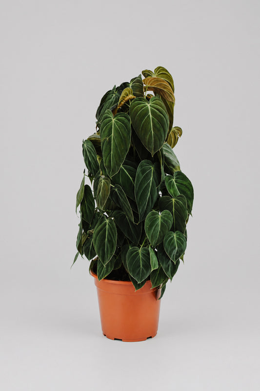 Philodendron Gigas