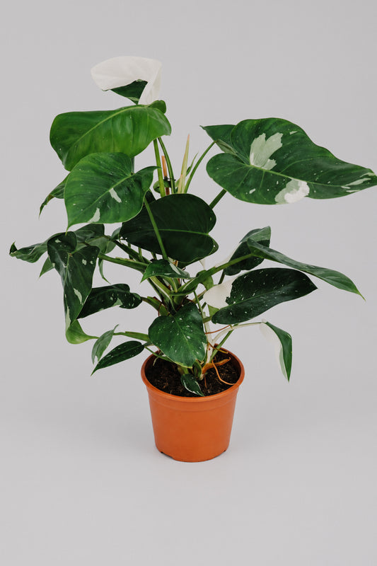 Philodendron White Princess