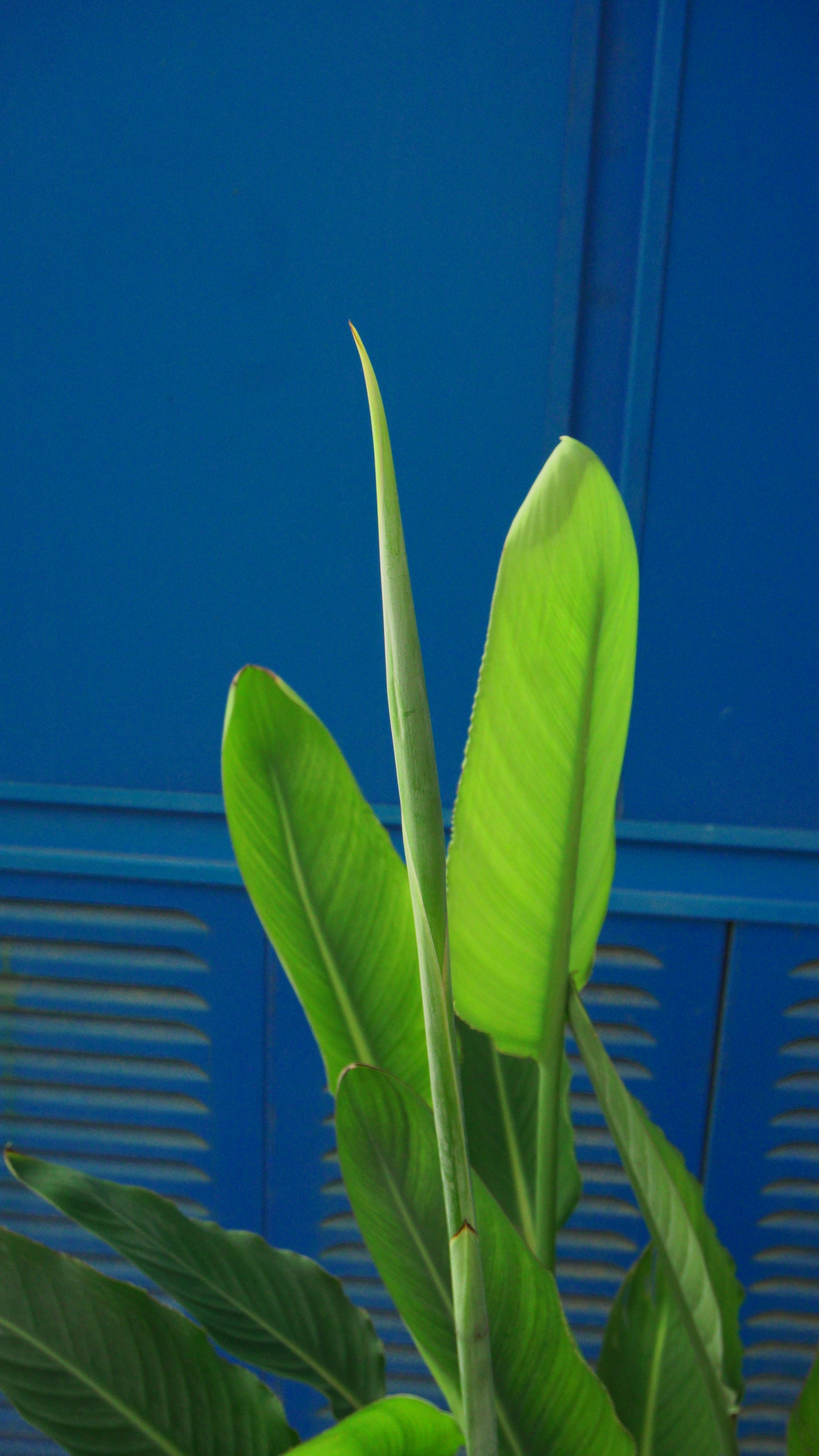 Strelitzia Regina