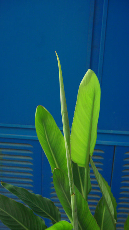 Strelitzia Regina