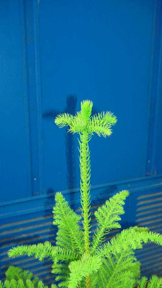 Araucaria