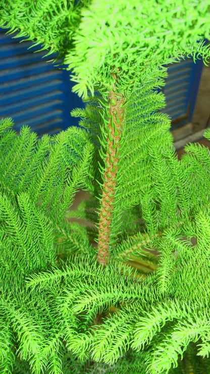 Araucaria