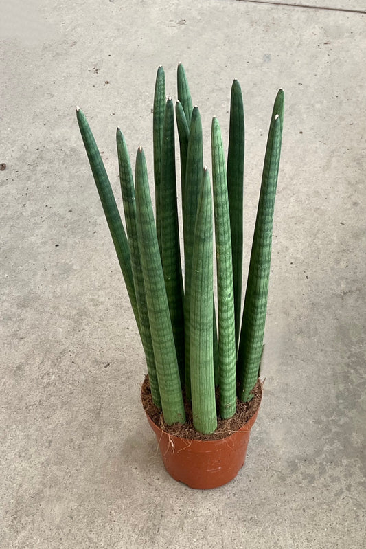Sansevieria Cylindrica