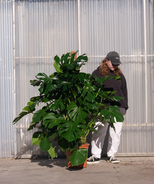 Monstera Deliciosa