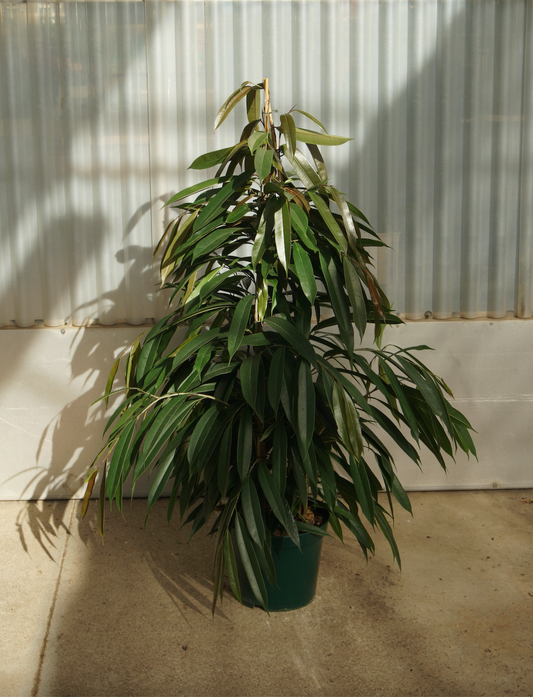 Ficus Amstel King