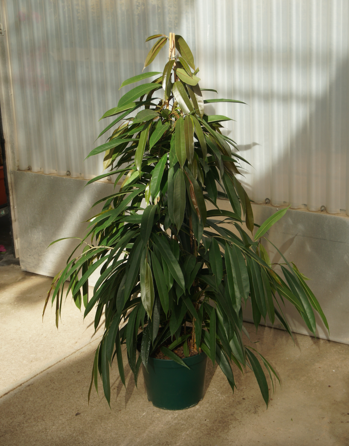 Ficus Amstel King