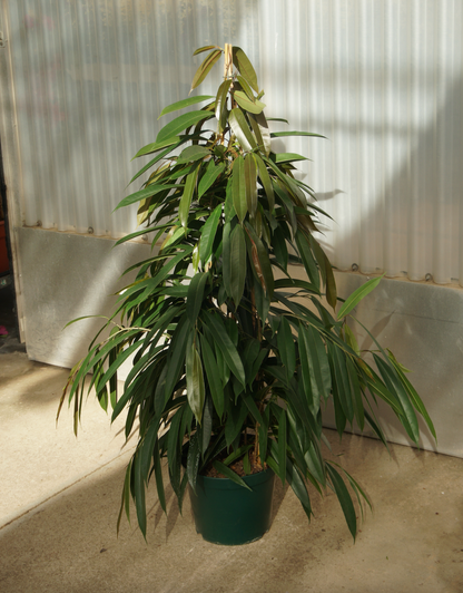 Ficus Amstel King
