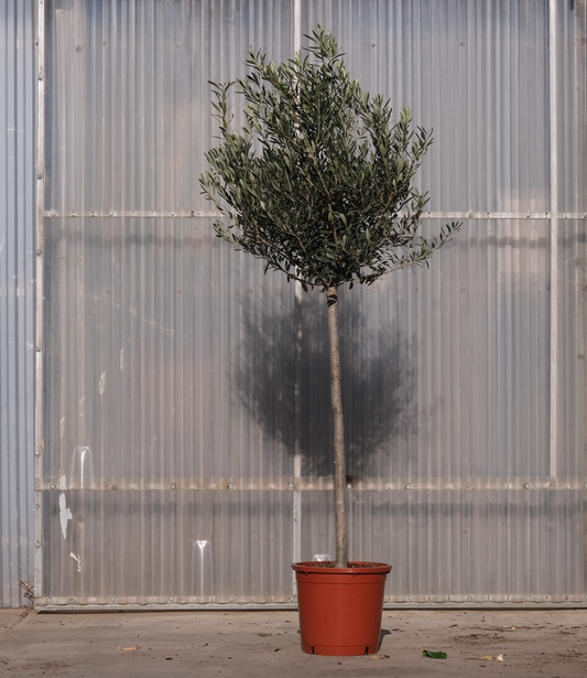 Olive Tree
