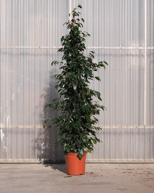 Ficus Benjamina