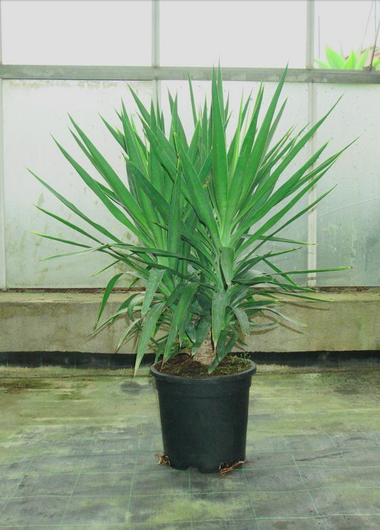 Yucca Elephantipes