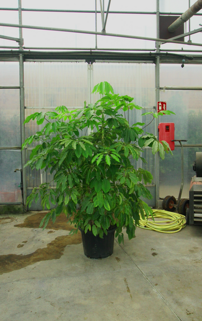Schefflera Big