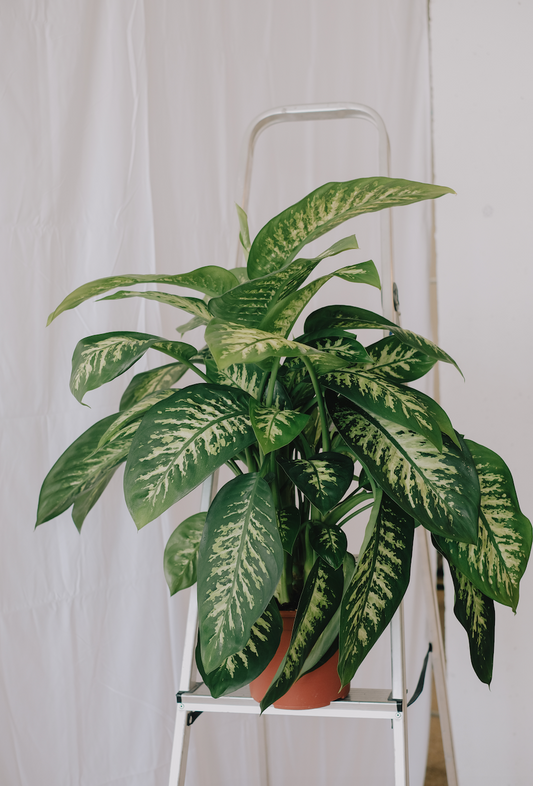 Dieffenbachia