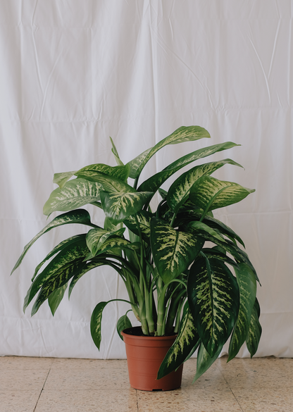 Dieffenbachia