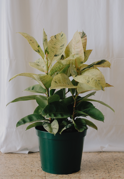 Ficus Shivereana