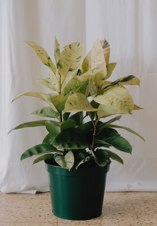 Ficus Shivereana