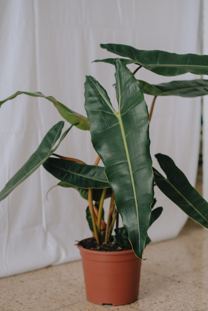 Philodendron Billietiae