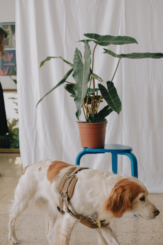 Philodendron Billietiae