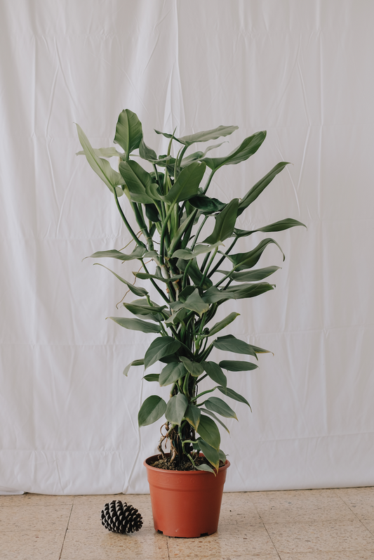 Philodendron Silver Sword