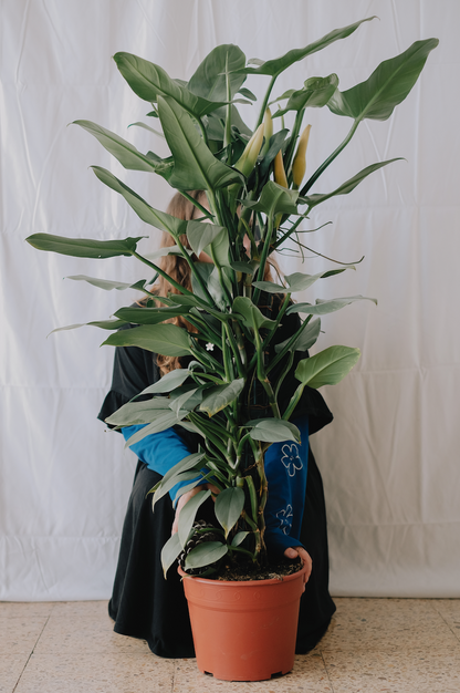 Philodendron Silver Sword