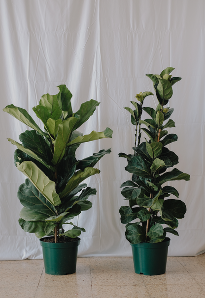 Ficus Lyrata