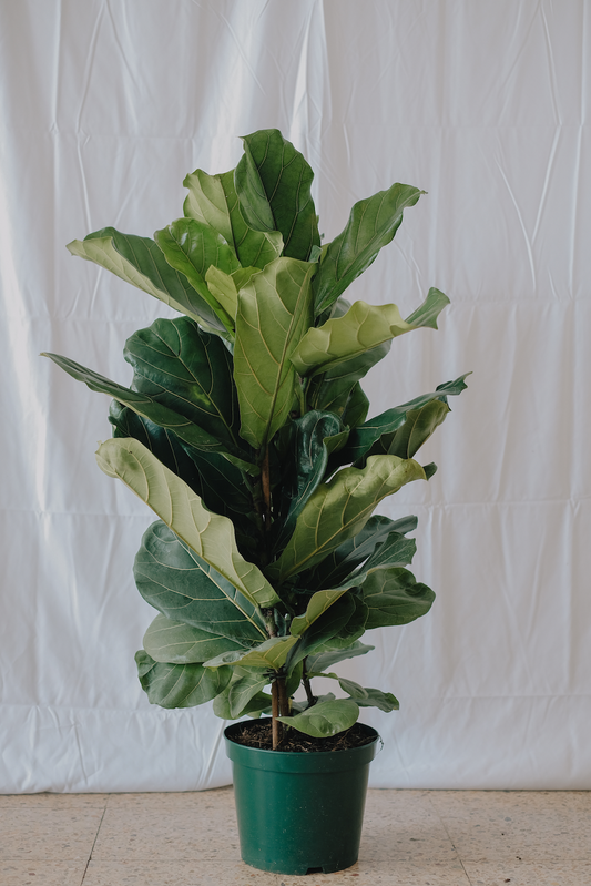 Ficus Lyrata