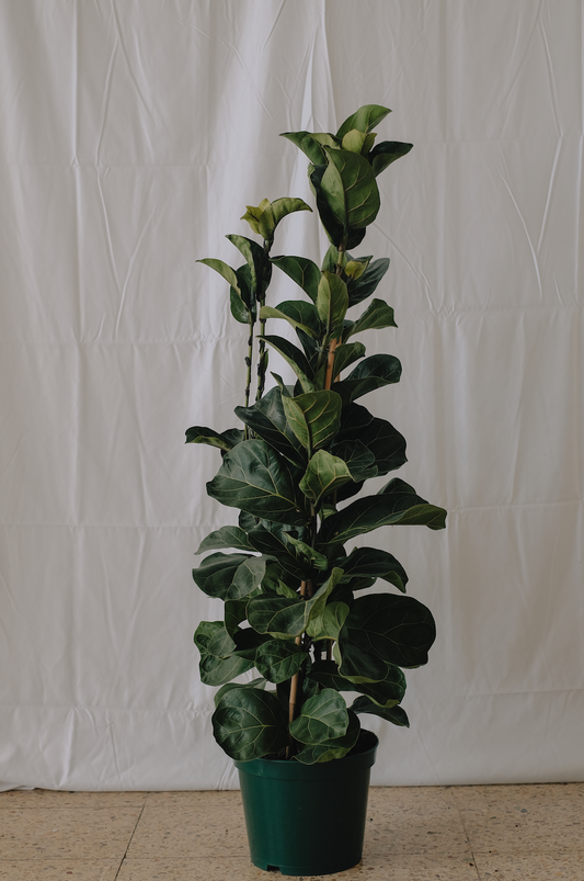 Ficus Lyrata Bambino