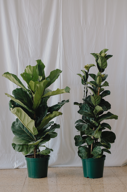 Ficus Lyrata Bambino