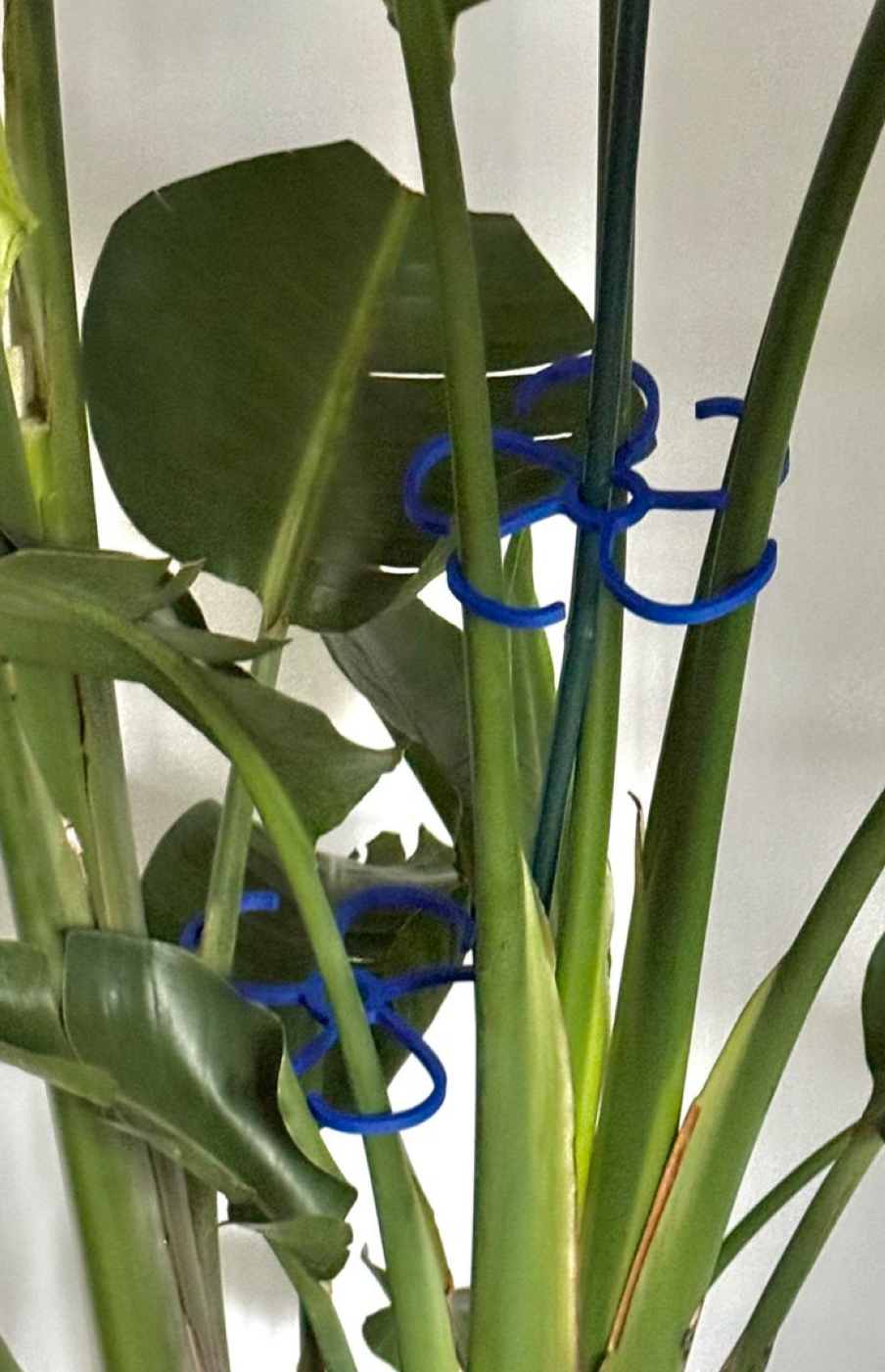 plant support