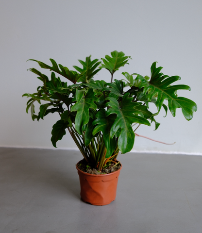 Philodendron Xanadu