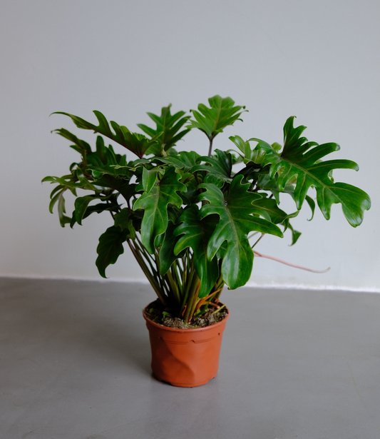 Philodendron Xanadu