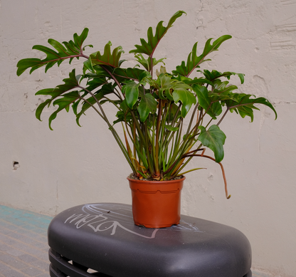Philodendron Xanadu
