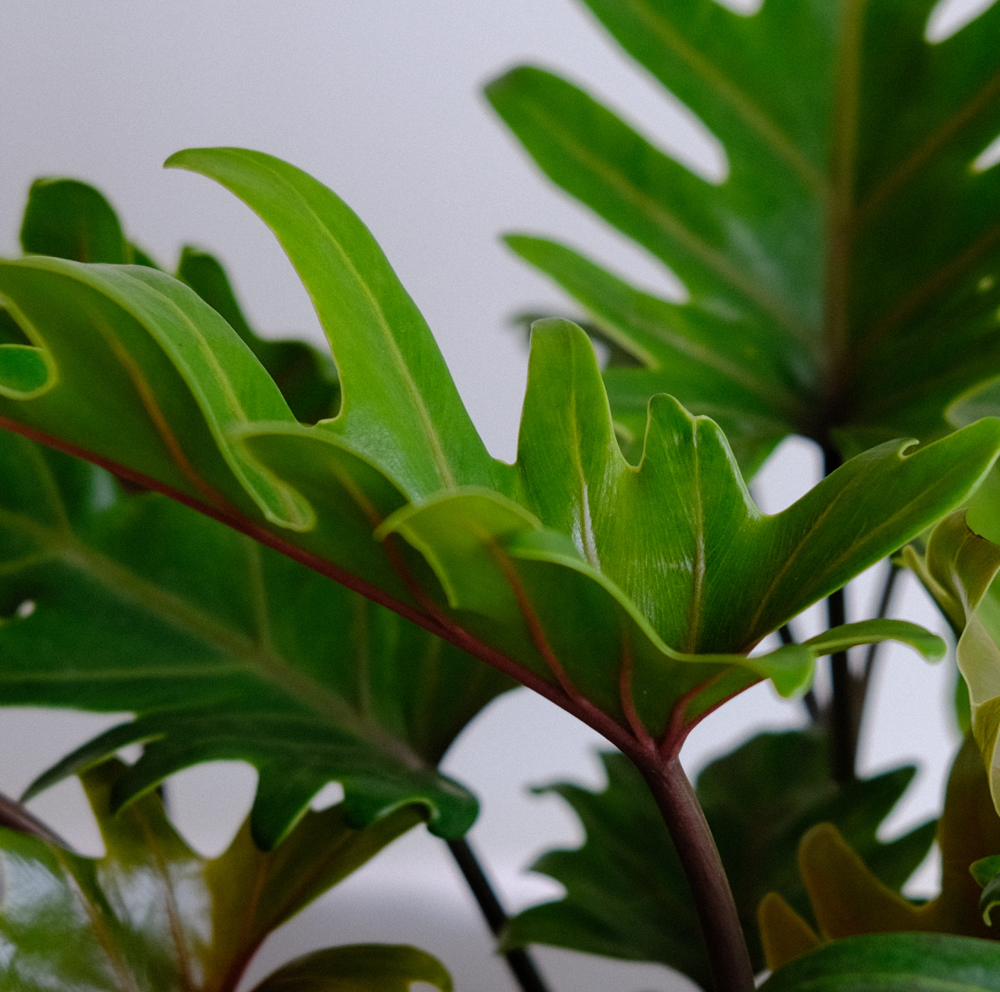 Philodendron Xanadu