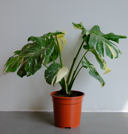 Monstera Variegata