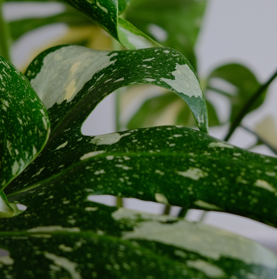 Monstera Variegata