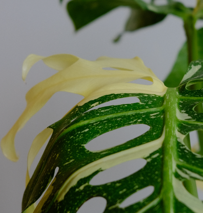 Monstera Variegata
