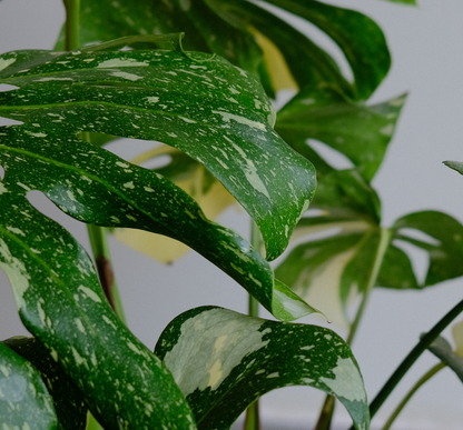 Monstera Variegata