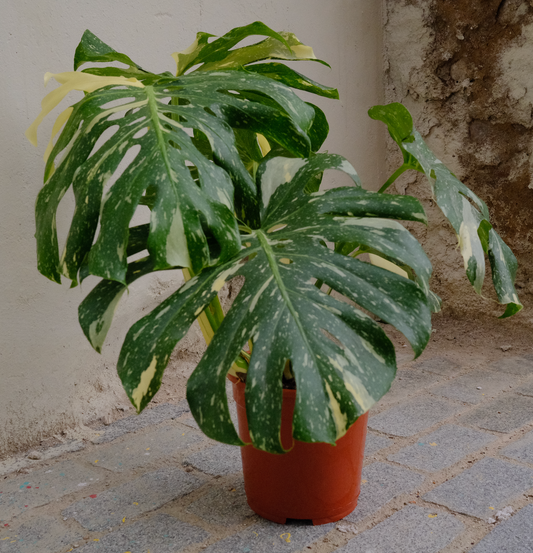 Monstera Variegata