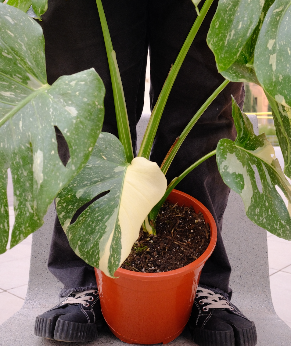 Monstera Variegata