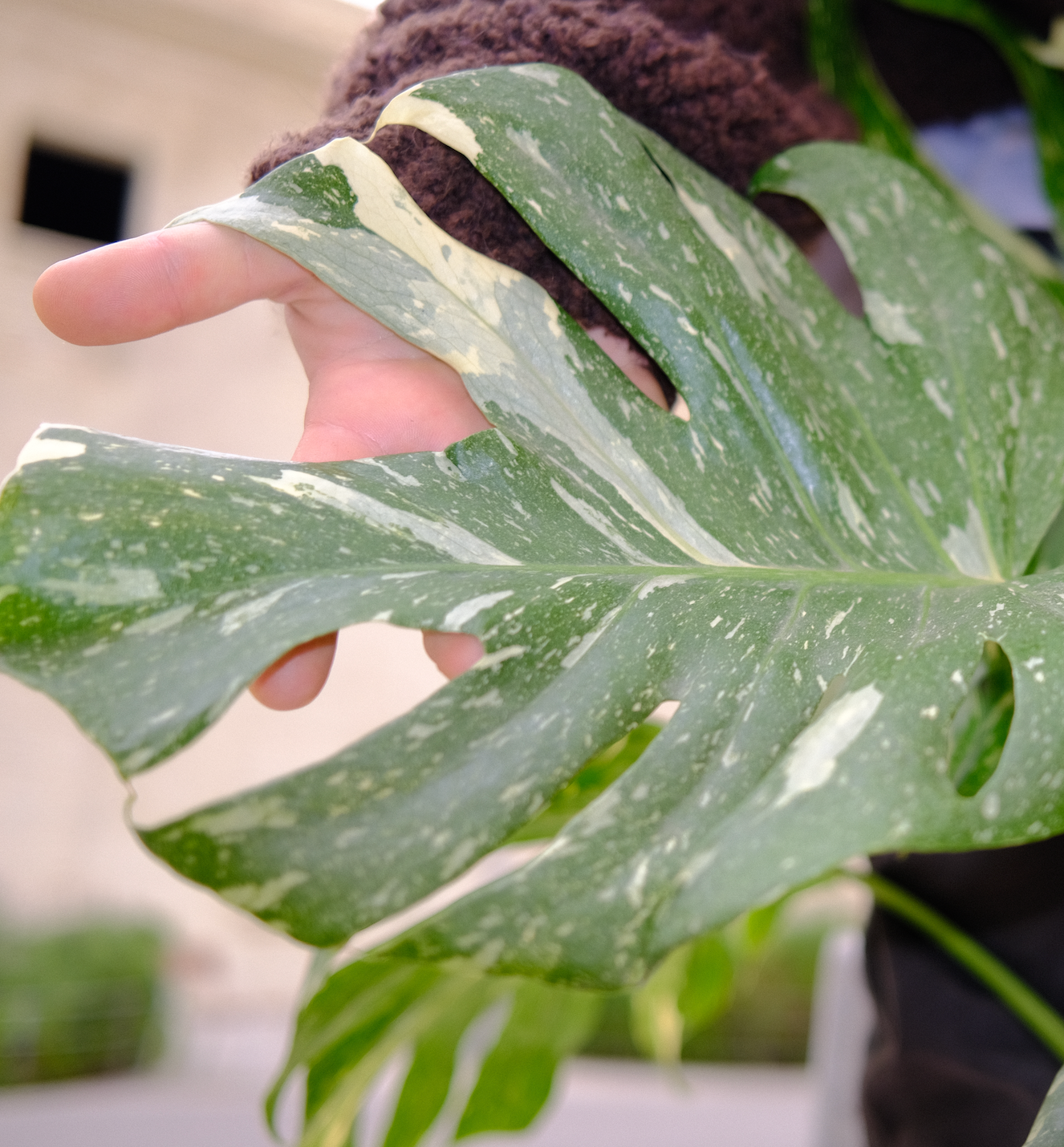 Monstera Variegata