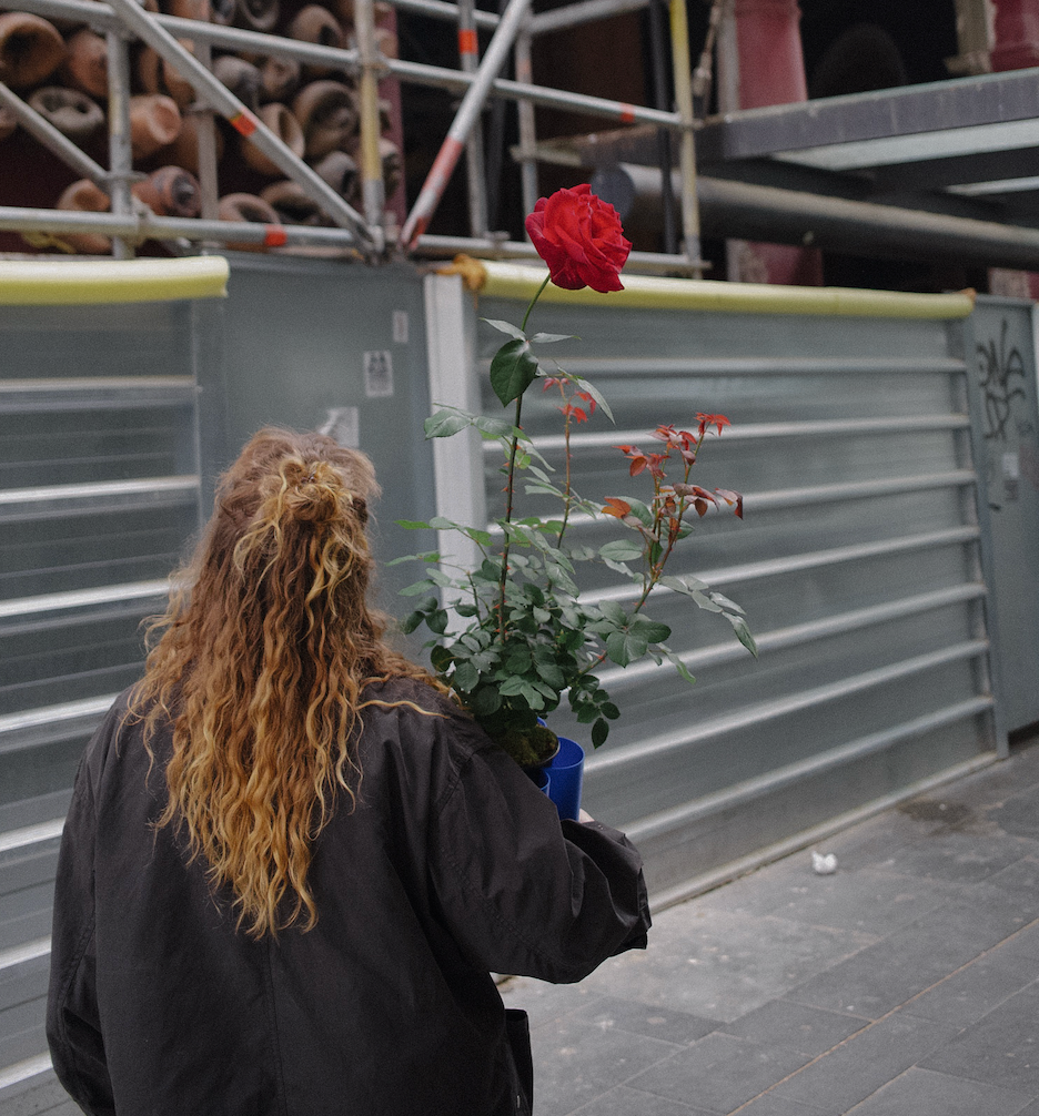 St Jordi Big Rose in a Buba pot