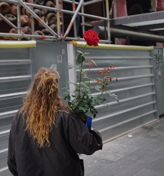 St Jordi Big Rose in a Buba pot
