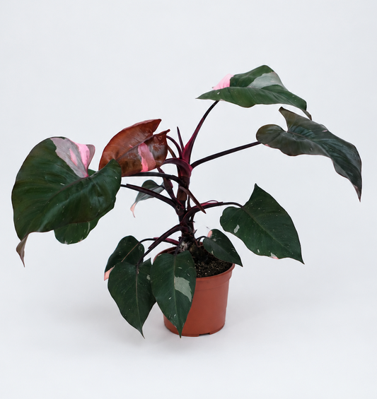 Philodendron Pink Princess