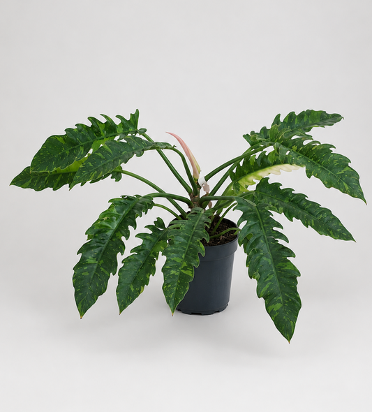 Philodendron Ring of Fire