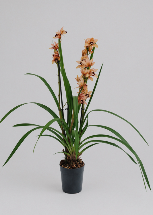 Cymbidium Hybrid
