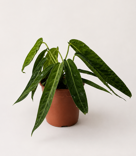 Anthurium Warocqueanum