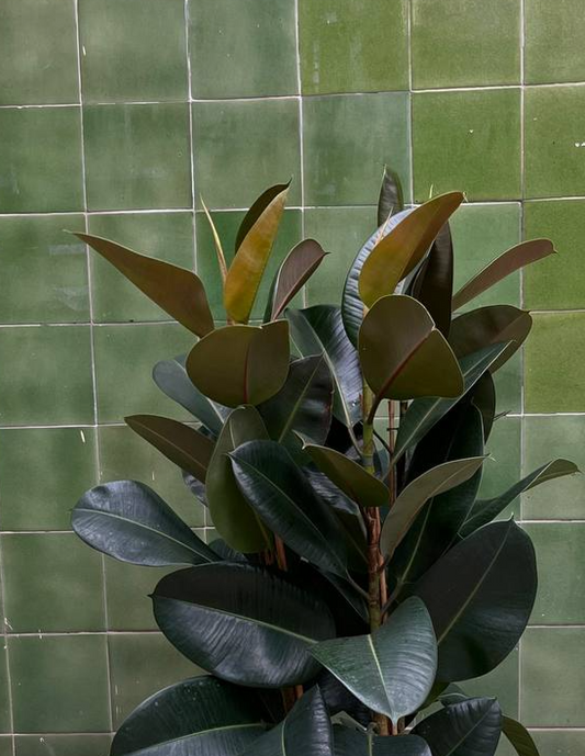 Ficus Elastica